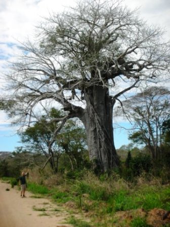 mozambiqueishometosomebigbaobabtrees.jpg