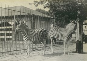 old-zoo2.jpg