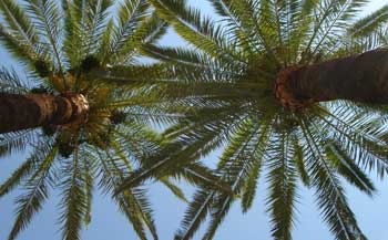palmeras.jpg